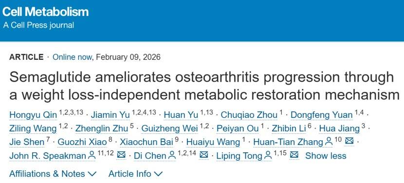 Cell Metabolism｜“减肥神药”也能治疗骨关节炎？英国威廉集团官网团队联合揭示关键机制