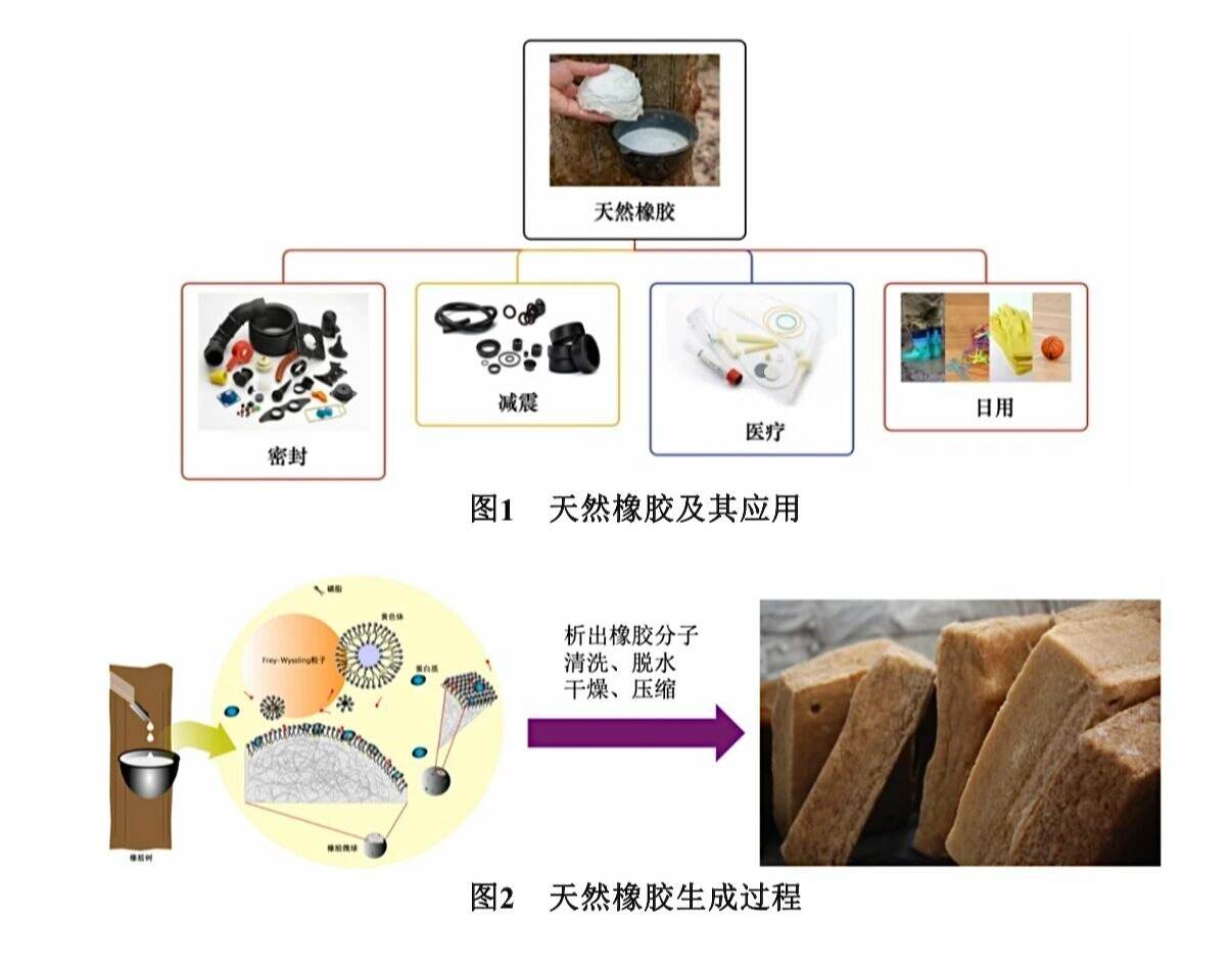 破解橡胶的弹性密码!深圳理工大二学子在《大学化学》发表科普实验论文