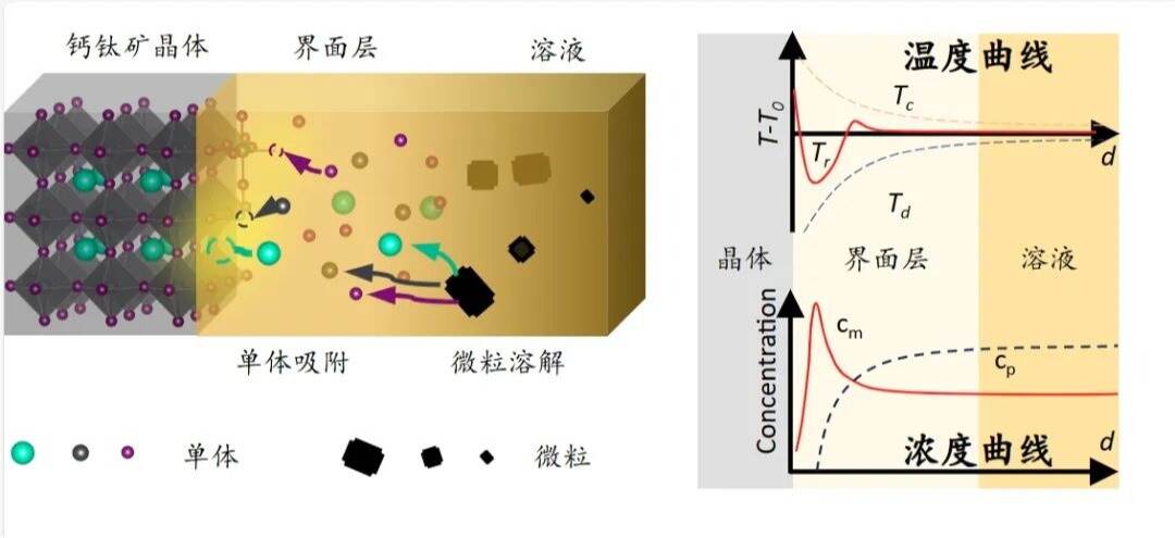 Nature Synthesis丨自调控晶面“冷保护层”助力高质量钙钛矿晶体生长