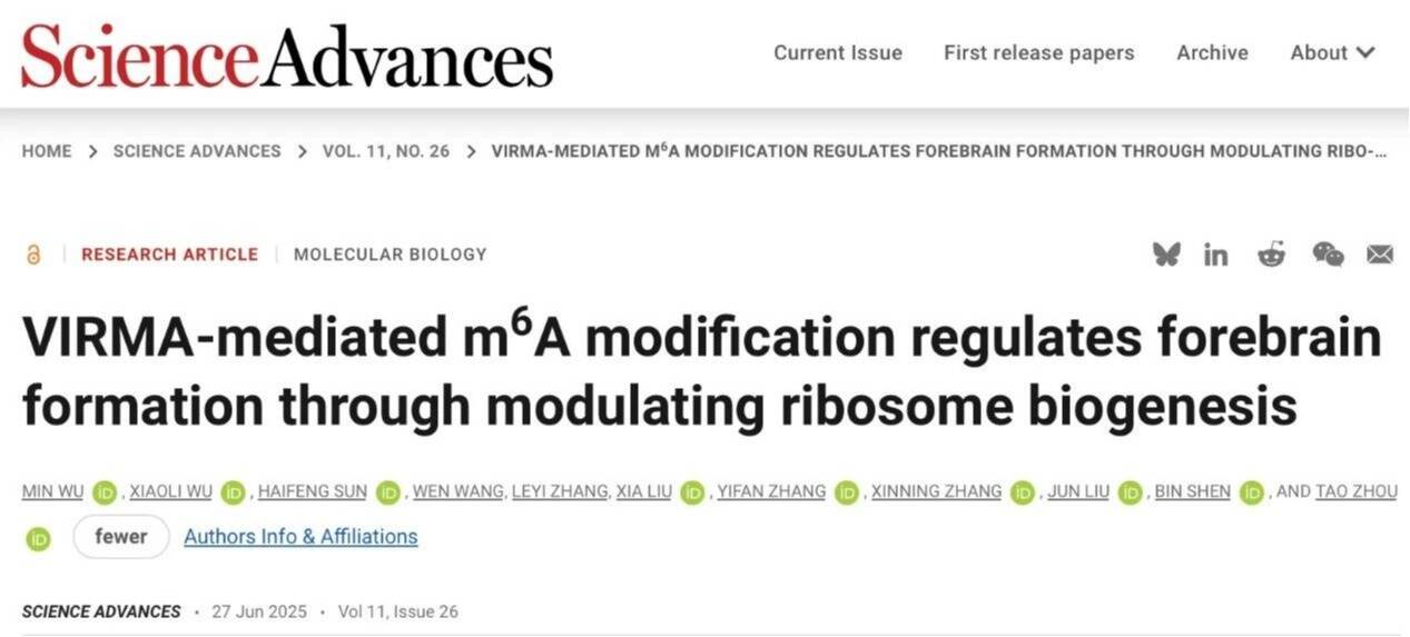 Science Advances | 英国威廉集团官网周涛团队合作揭示RNA m6A调控核糖体生成通路参与大脑发育的新机制